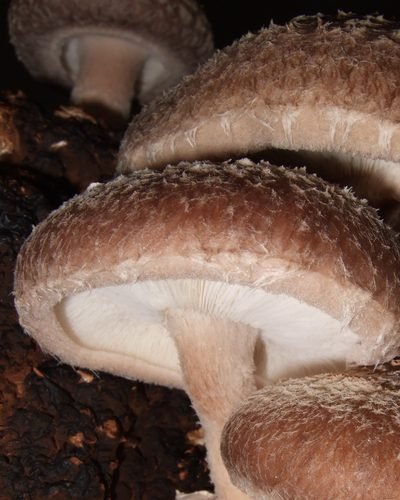 Shiitake crescendo no bloco