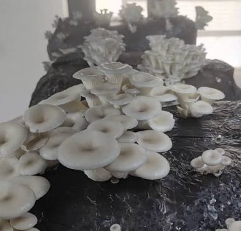 Blocos de cultivo com cogumelo-ostra do Júlio