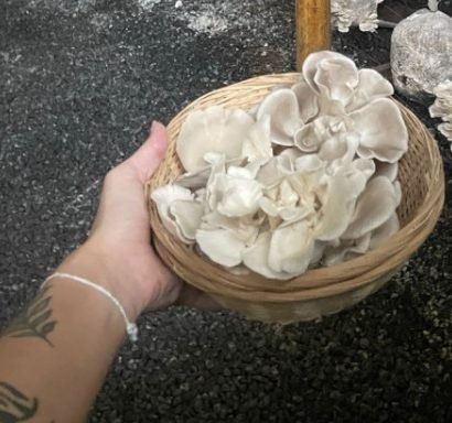 Cesto com cogumelos colhidos pela Vanessa